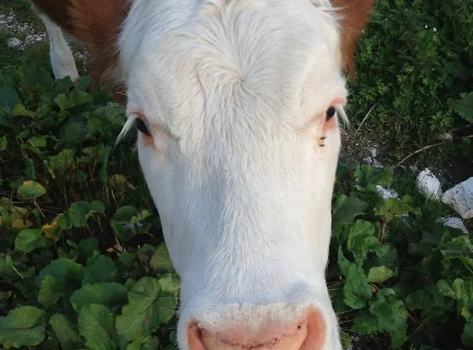 Casa Al Moro Apartment